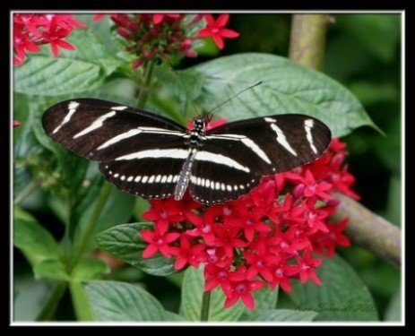 Visit FBS at Butterfly Festival Sat. Oct. 1st