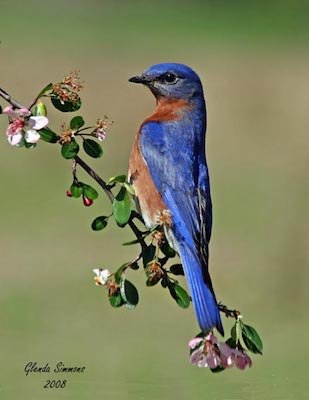 “All About Bluebirds”          Meeting – Penney Farms